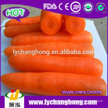 Fresh Carrot for dubai market